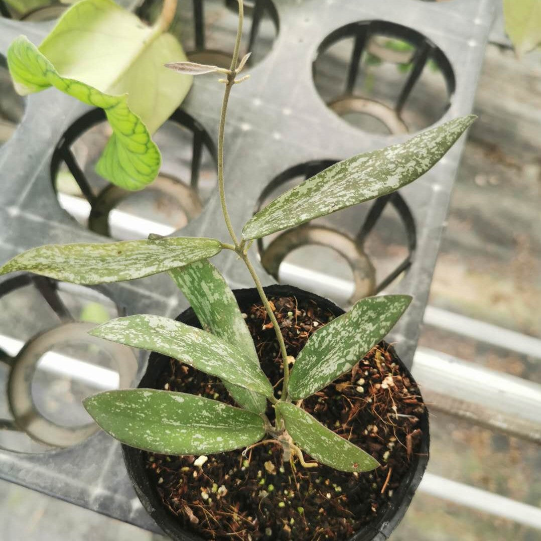 Hoya sigillatis