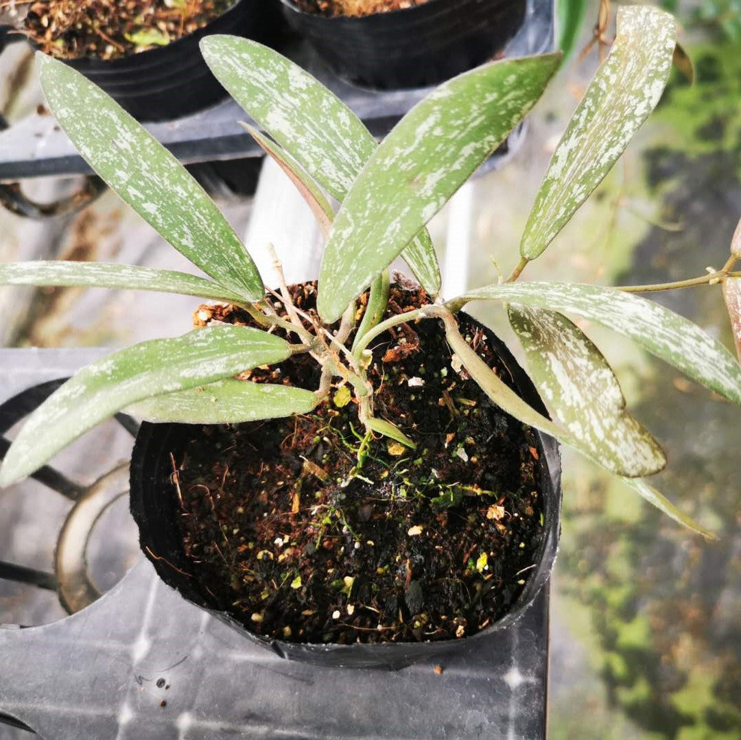 Hoya sigillatis