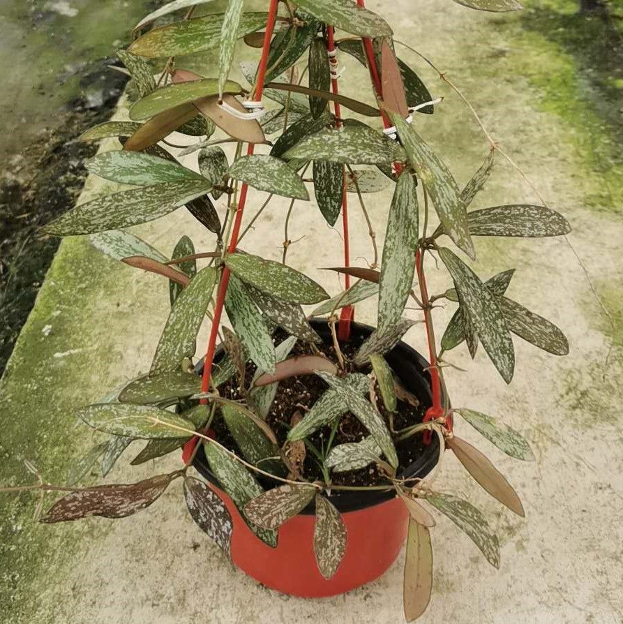 Hoya sigillatis