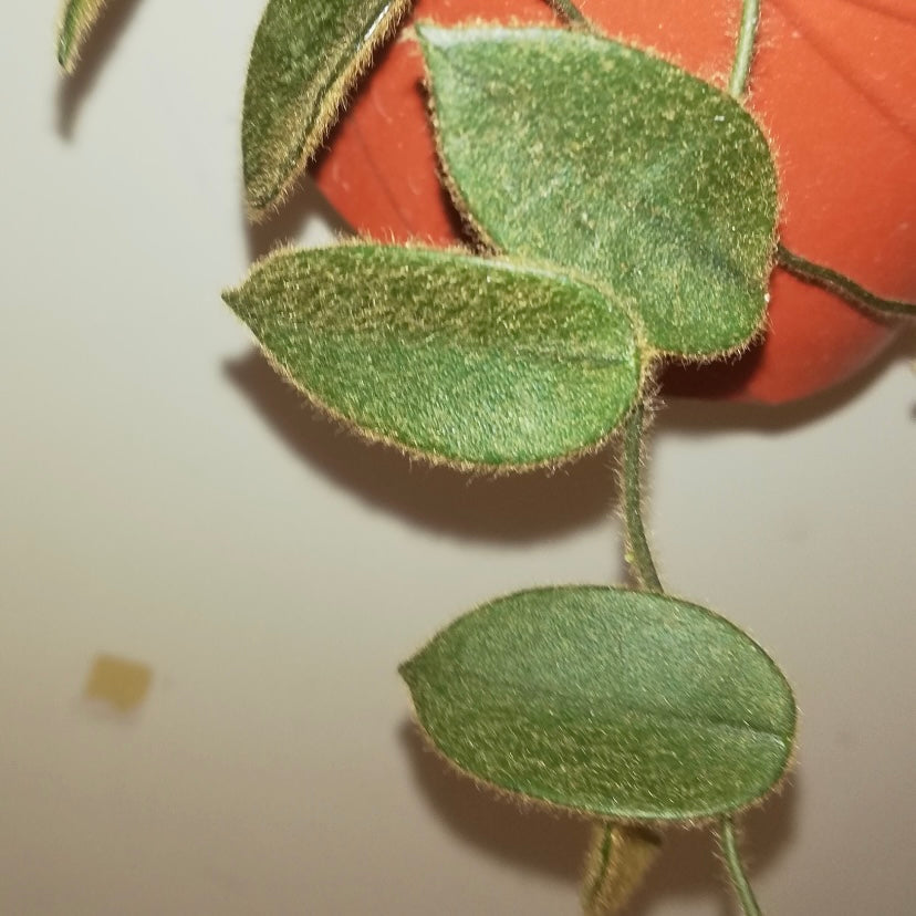 Hoya sp. aff. thomsonii