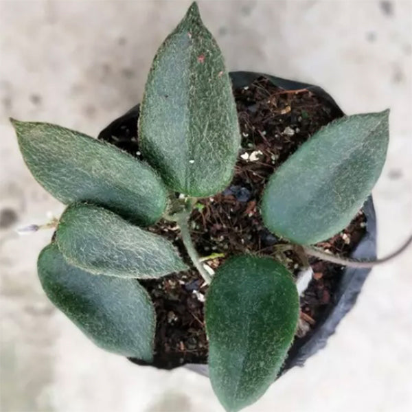 Hoya sp. aff. thomsonii