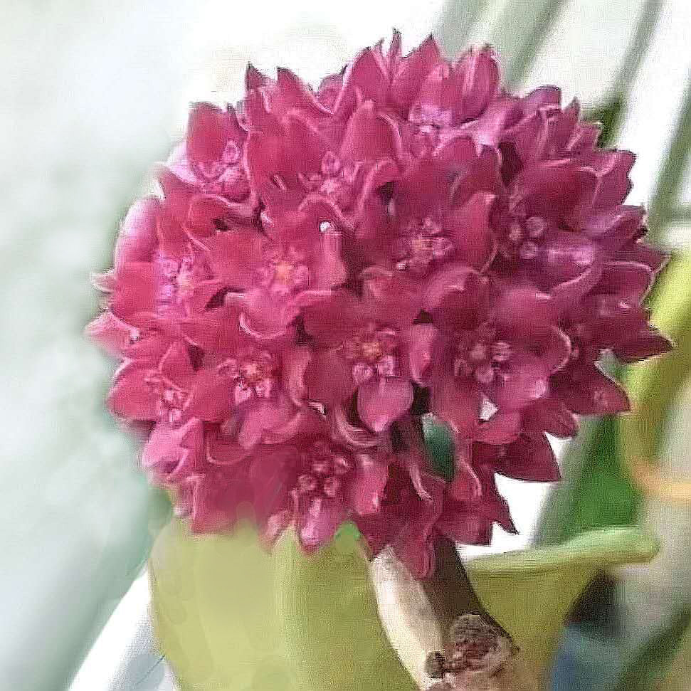 Hoya sp. sarawak