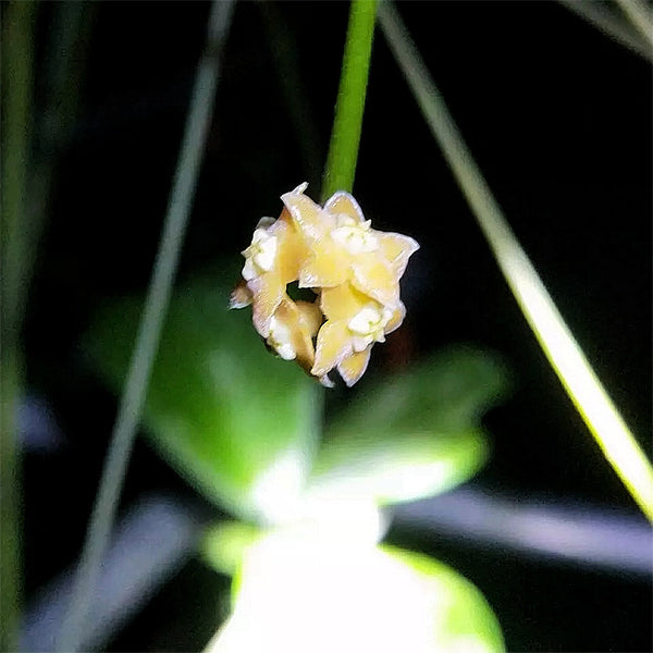 Hoya spartioides
