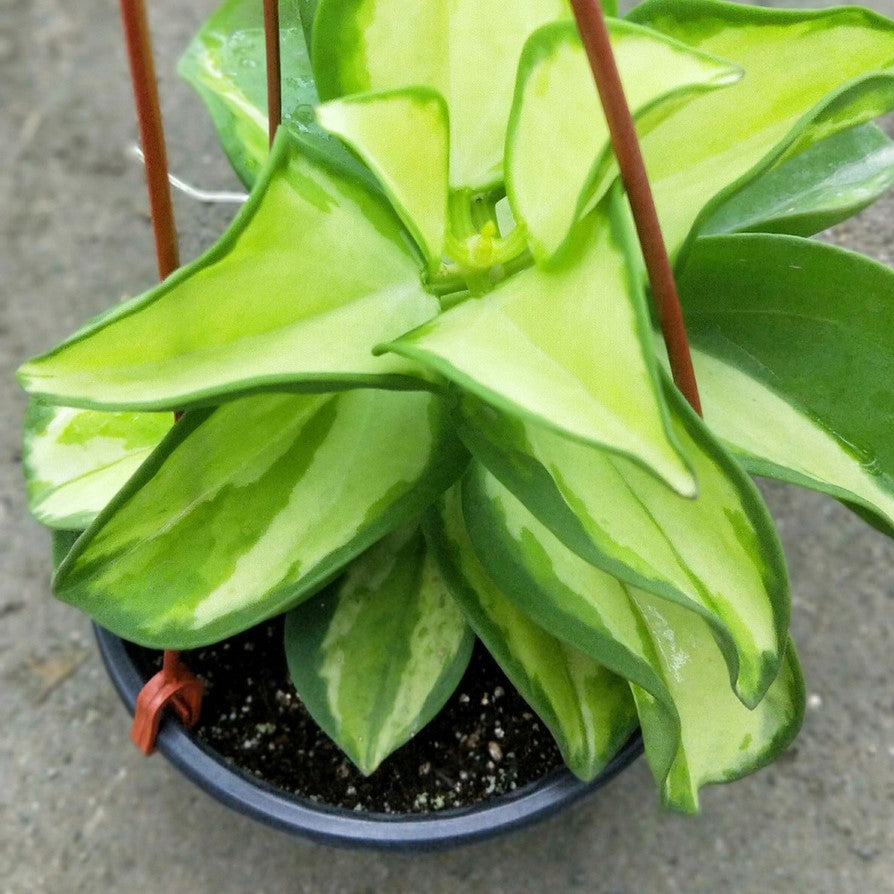 Hoya subquintuplinervis variegated