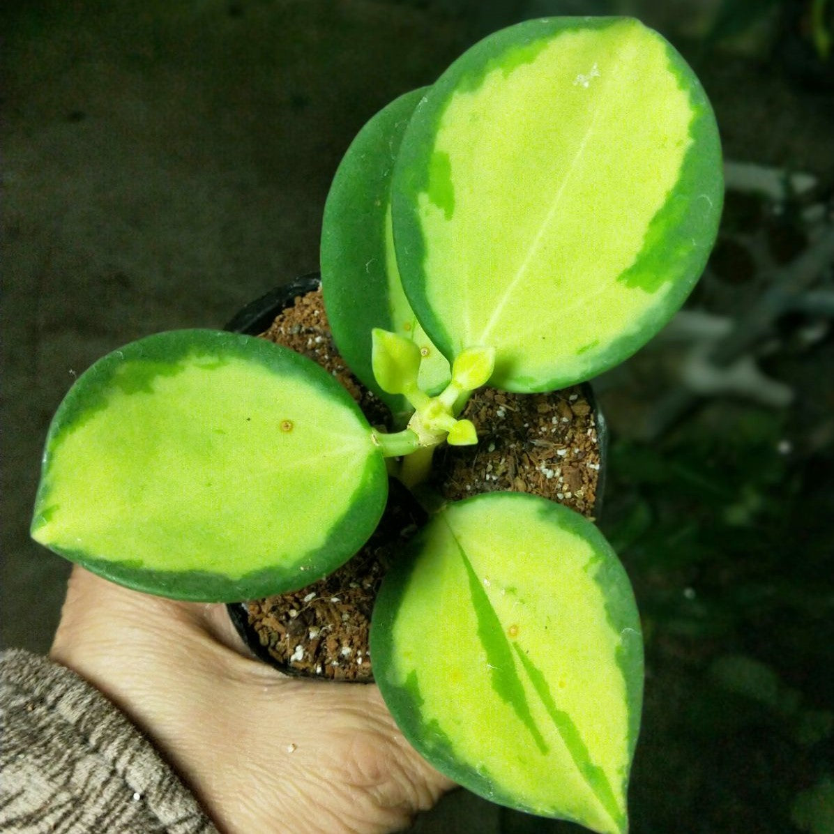 Hoya subquintuplinervis variegated