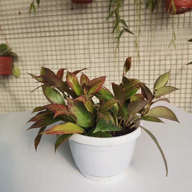 Hoya sunaise