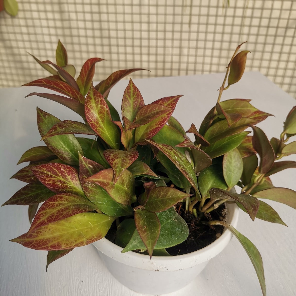 Hoya sunaise