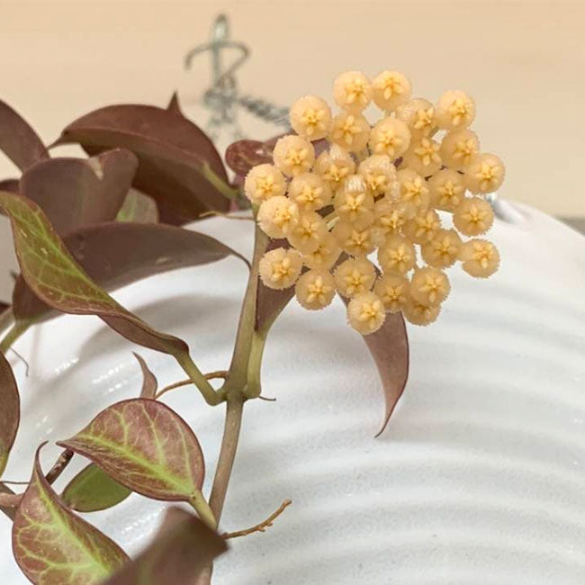 Hoya sunaise
