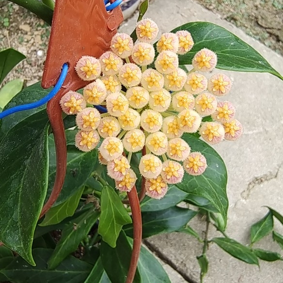 Hoya sunrise