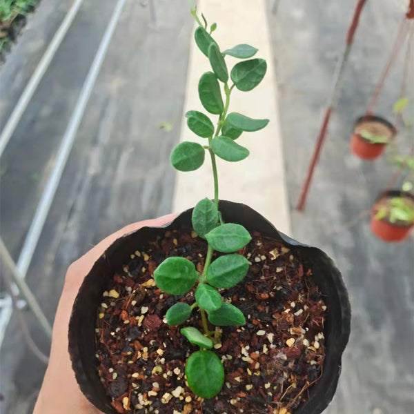 Hoya tengchongensis