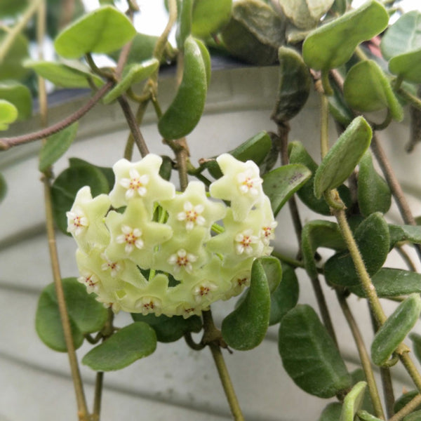 Hoya tengchongensis