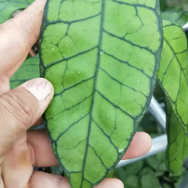 Hoya UT158