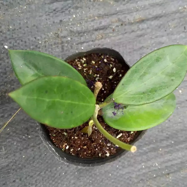 Hoya verticillata