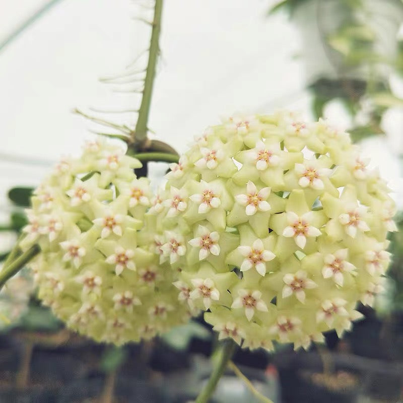 Hoya verticillata