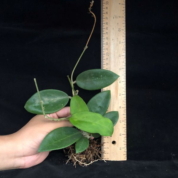Hoya verticillata