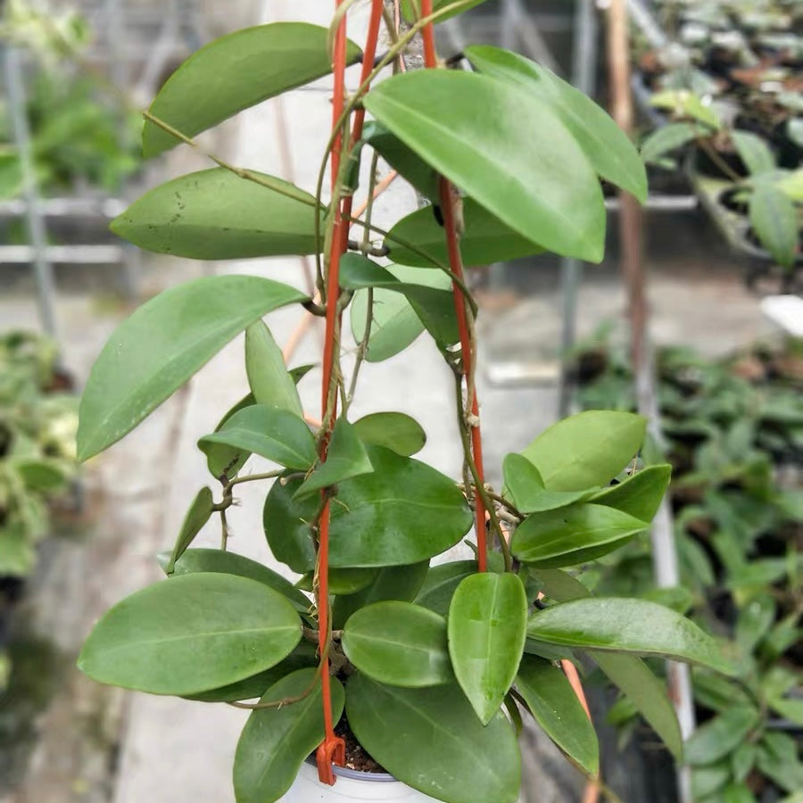 Hoya verticillata