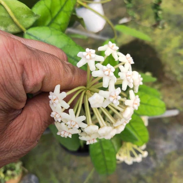 Hoya villosa