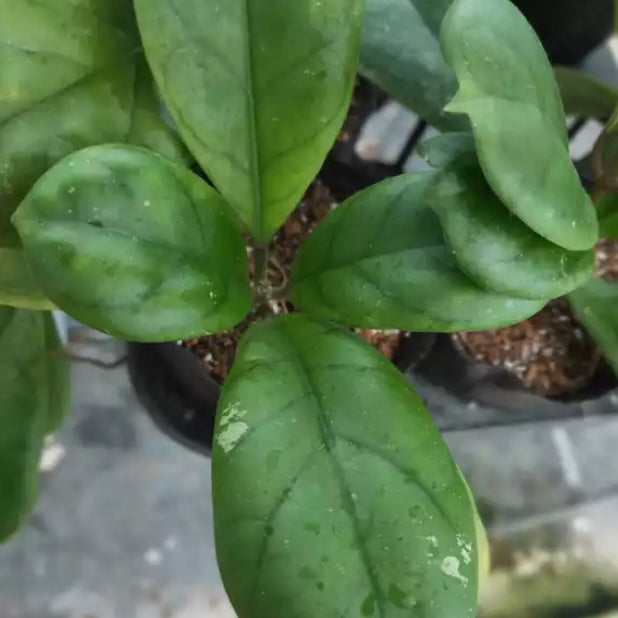 Hoya viola