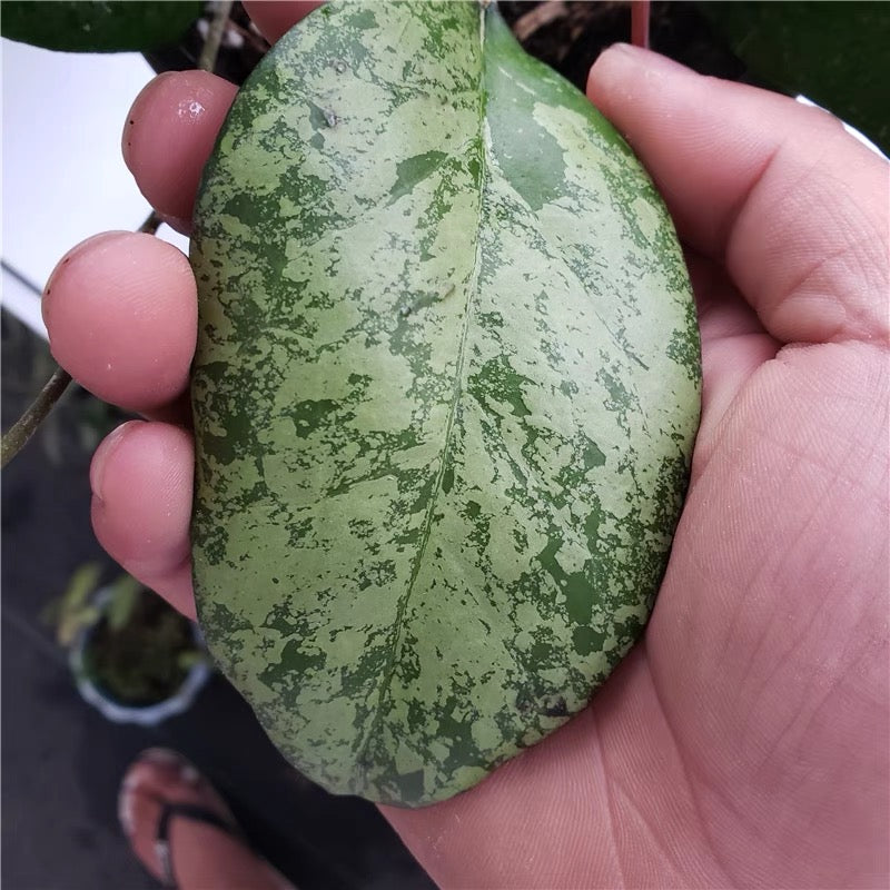Hoya vitellina blume