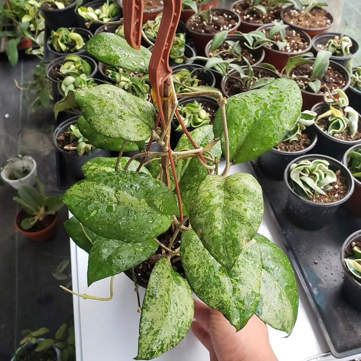 Hoya vitellina blume