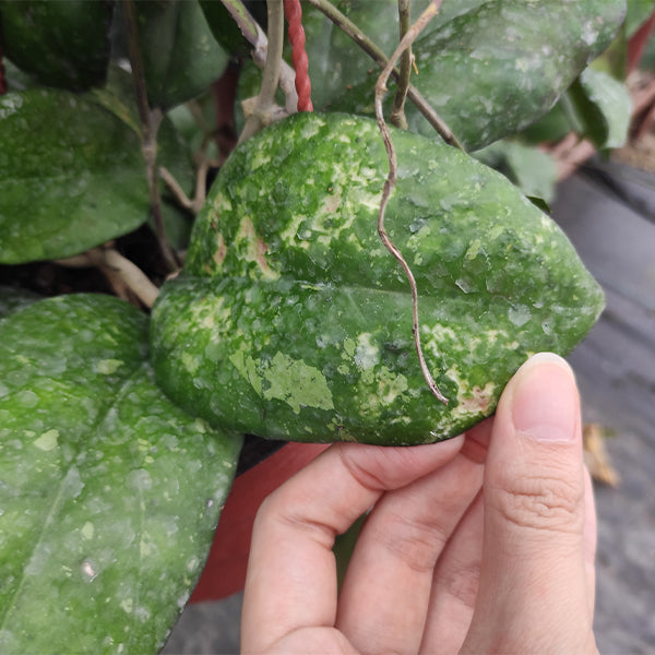 Hoya vitellina blume