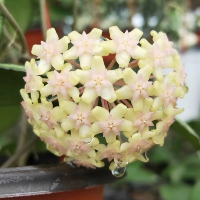 Hoya vitellina blume