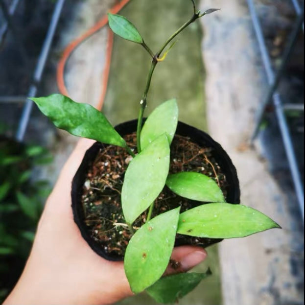 Hoya walliniana