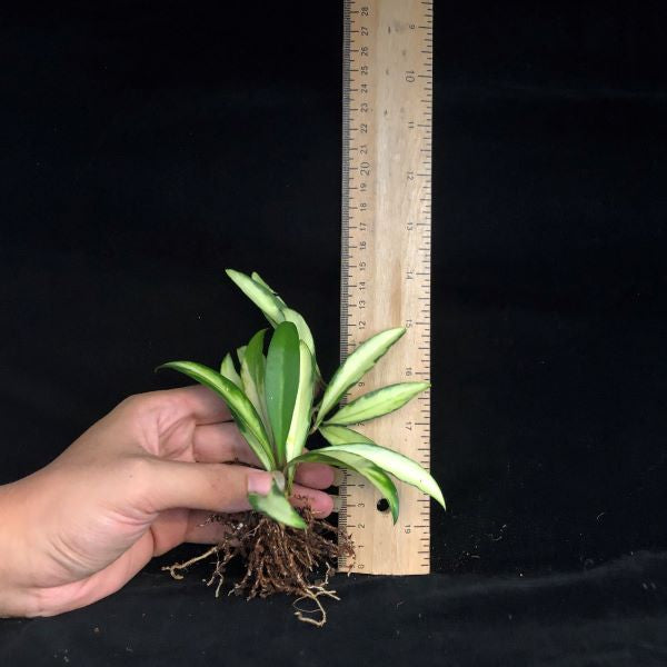 Hoya wayetii var.
