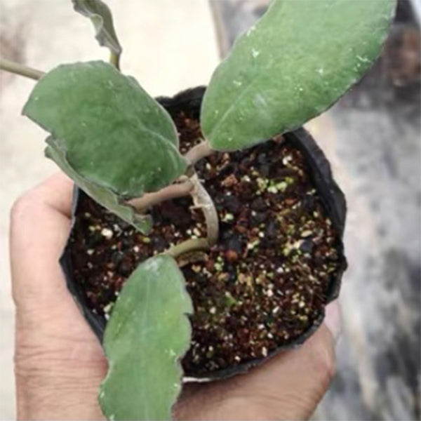 Hoya waymaniae borneo