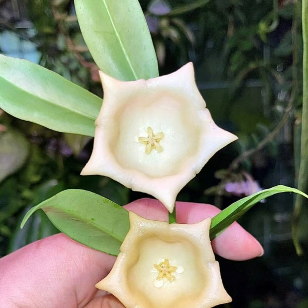 Hoya yingjiangensis