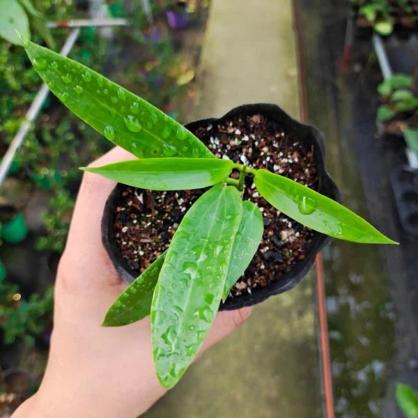 Hoya blashernaezii