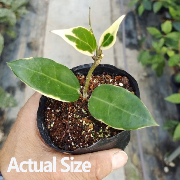 aglaonema albomarginata Hoya verticillata 'Yangzhi' albomarginata (outer variegation)