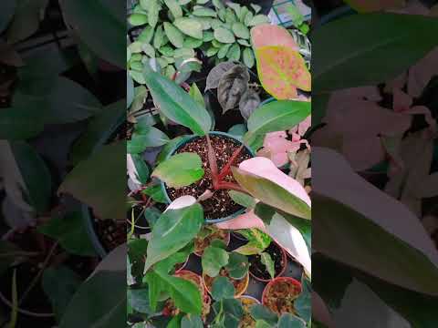 Philodendron Pink Princess