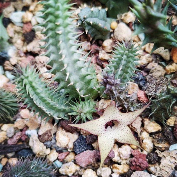Huernia hibrida pillansii