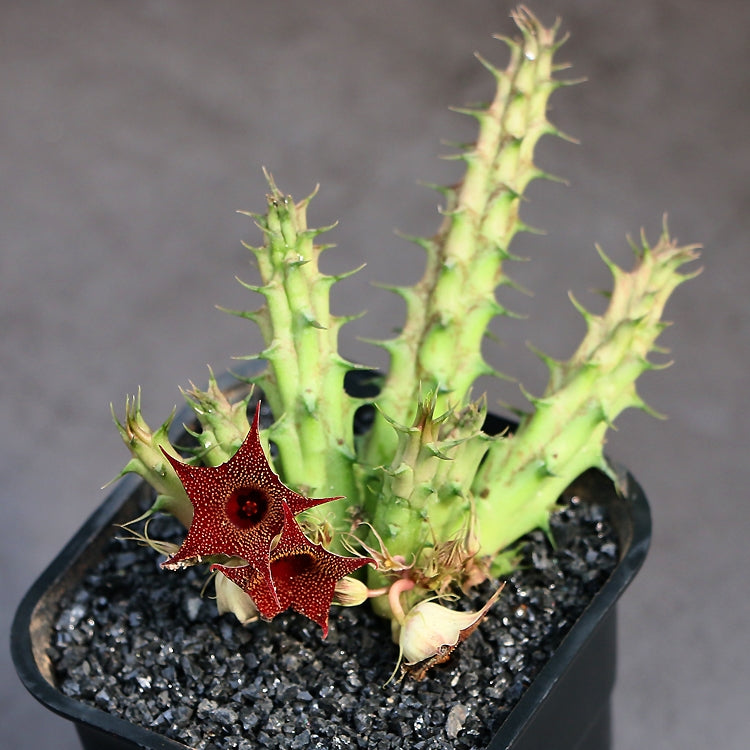 Huernia macrocarpa