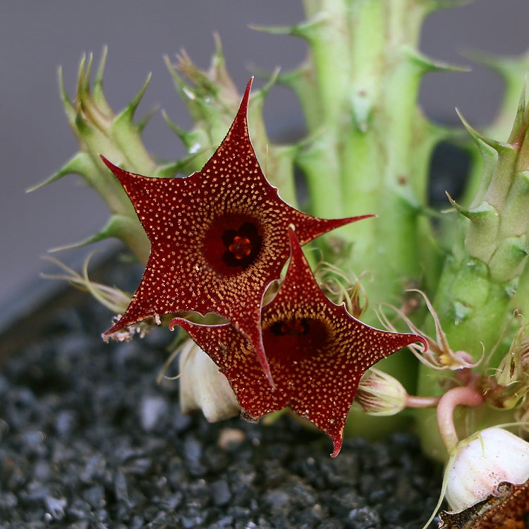 Huernia macrocarpa