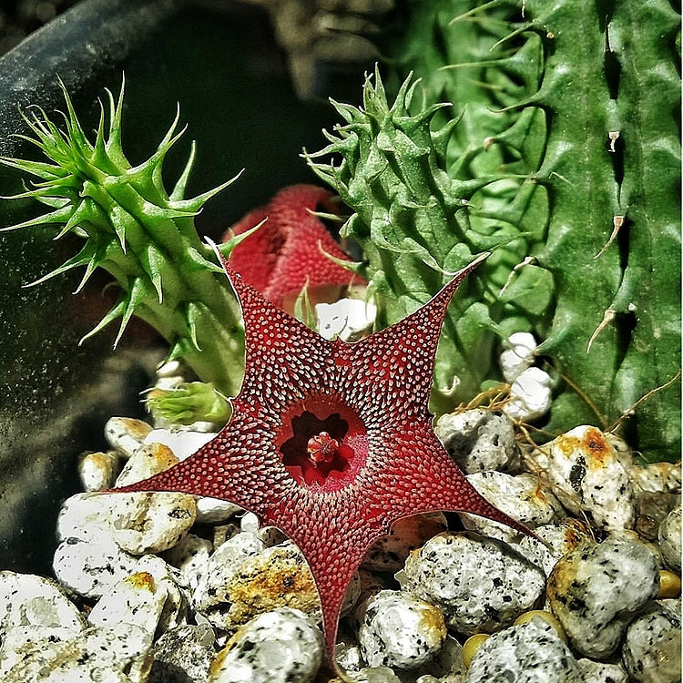 succulent huernia Huernia macrocarpa