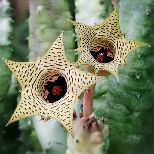 Huernia thuretii