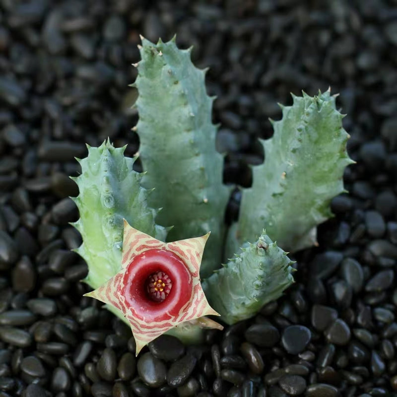 Huernia zebrina