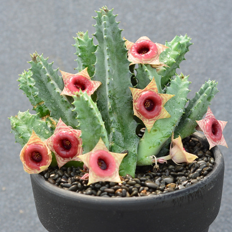 zebrina succulent Huernia zebrina