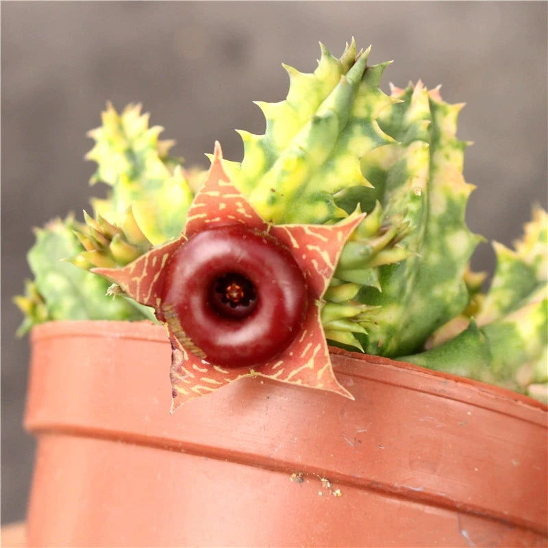 lifesaver succulent plant Huernia Zebrina Variegata