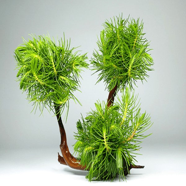 Hydrotriche hottoniflora on Driftwood