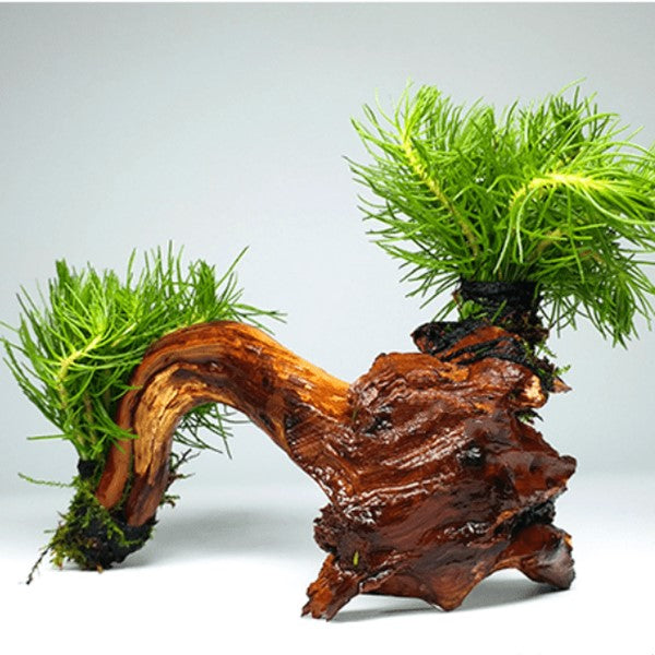 Hydrotriche hottoniflora on Driftwood