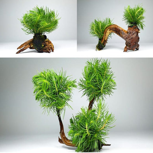 Hydrotriche hottoniflora on Driftwood