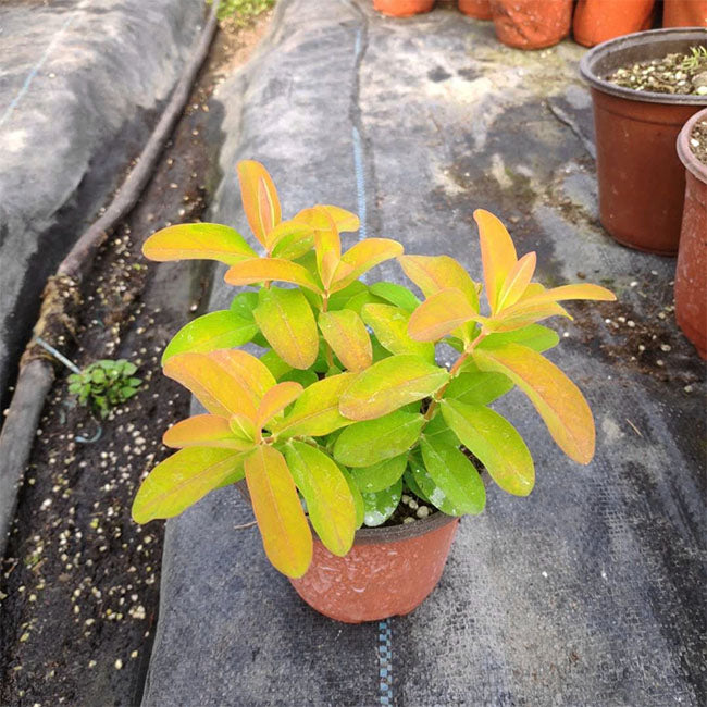 Hypericum monogynum