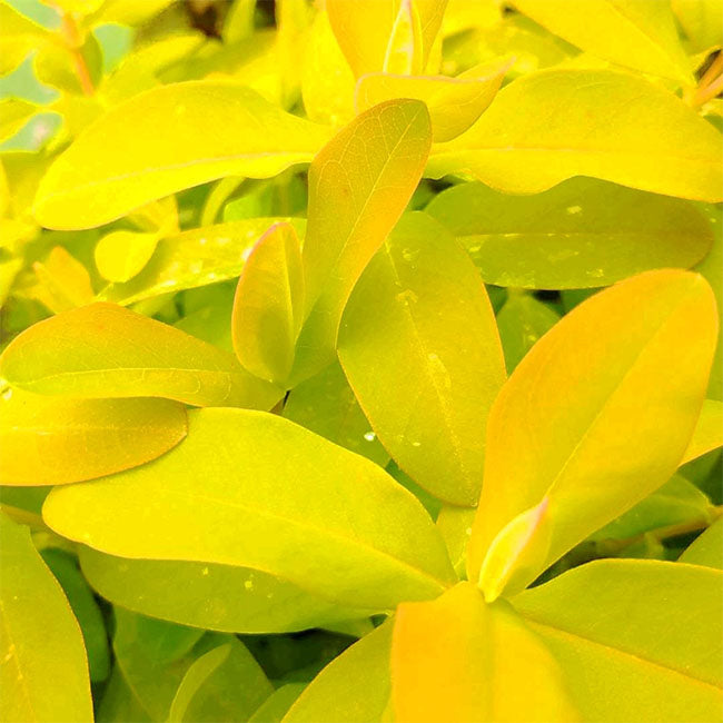 Hypericum monogynum
