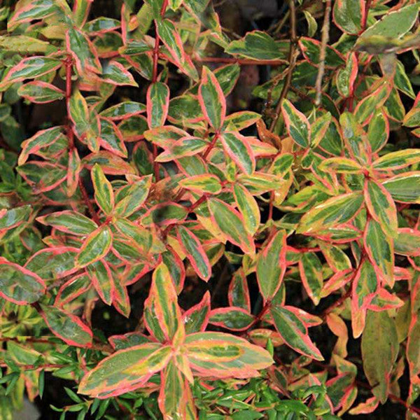 St. John's wort ( Hypericum x moserianum ' Tricolor ' )