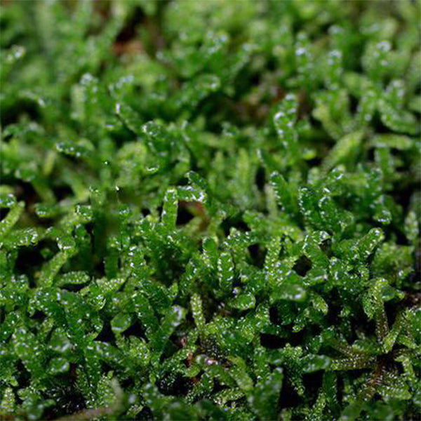Hypnum Moss (Hypnum plumaeforme)