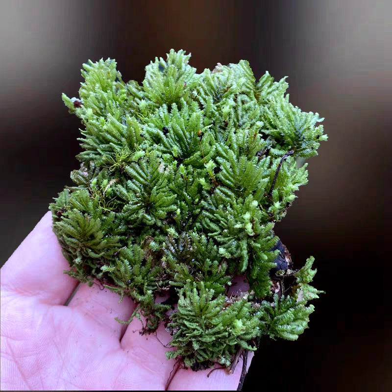 Hypopterygium rotulatum