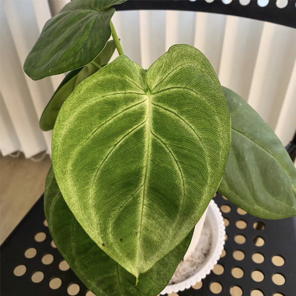 philodendron ice frost Ice Frost (Syngonium macrophyllum)